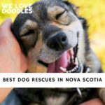 Dog Rescues in Nova Scotia
