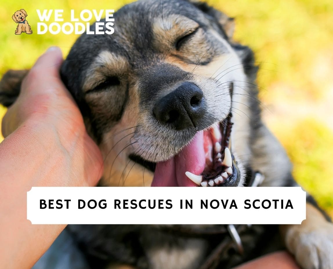 5-best-dog-rescues-in-nova-scotia-2024-we-love-doodles