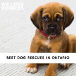 Dog Rescues in Ontario