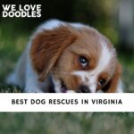 Dog Rescues in Virginia