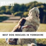 Dog Rescues in Yorkshire