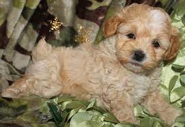 DogGone Puppies