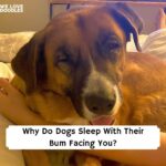Dogs Sleep With Their butt Facing You