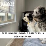 Double Doodle Breeders in Pennsylvania