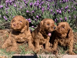 Elite Blend Labradoodles