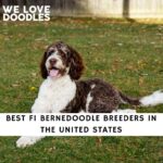 F1 Bernedoodle Breeders