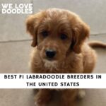 F1 Labradoodle Breeders