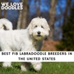F1B Labradoodle Breeders