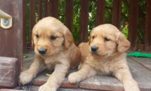 Golden Retriever Puppies For Sale in San Diego