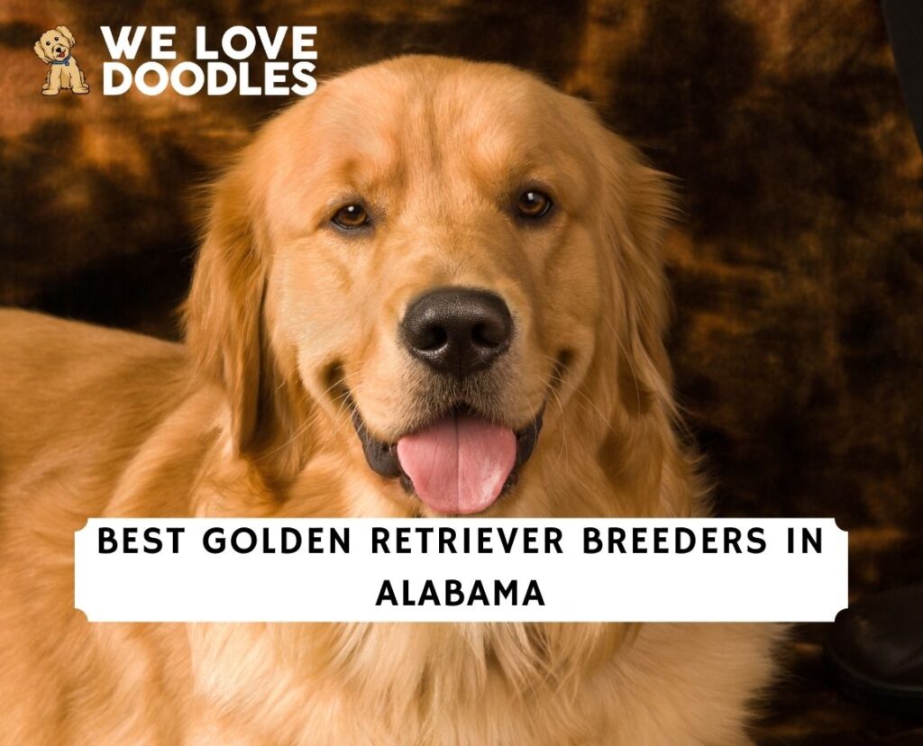 8 Best Golden Retriever Breeders in Alabama! (2023) We Love Doodles