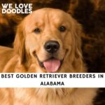 Golden Retriever Breeders in Alabama