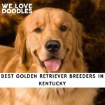 Golden Retriever Breeders in Kentucky