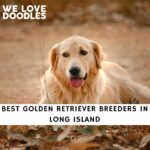 Golden Retriever Breeders in Long Island