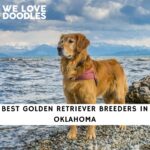 Golden Retriever Breeders in Oklahoma