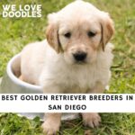 Golden Retriever Breeders in San Diego