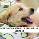 Golden Retriever Breeders in Vermont