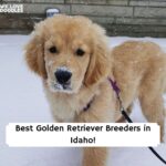 Golden Retriever puppies Idaho