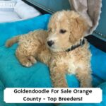Goldendoodle-For-Sale-Orange-County-template