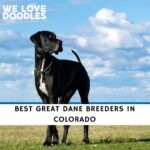 Great Dane Breeders in Colorado