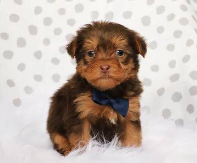 7 Best Yorkie Poo Breeders In North Carolina!