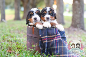 Highfalutin Furry Babies