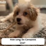 How-Long-Do-Cavapoos-Live-template