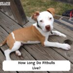 How-Long-Do-Pitbulls-Live-template