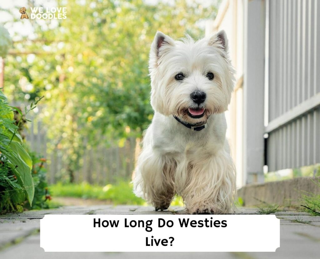 do westie ears stand up