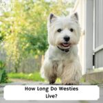 How-Long-Do-Westies-Live-template