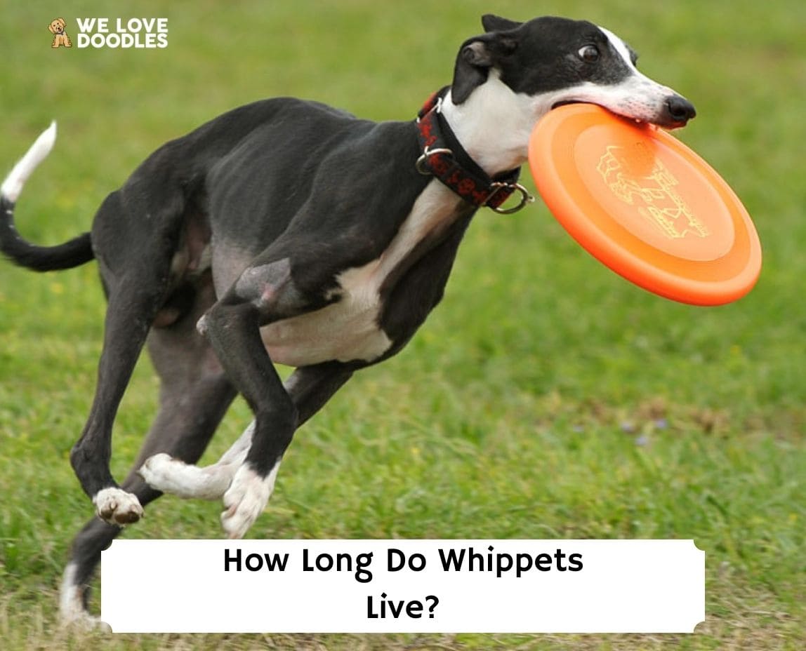 how-long-do-whippets-live-2023-we-love-doodles