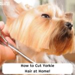 How-to-Cut-Yorkie-Hair-at-Home-template