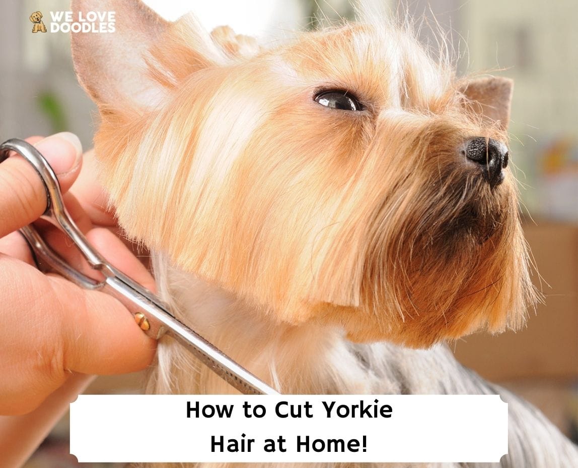 How to Cut Your Yorkies Hair at Home? Step by Step Guide! (2023) - We Love  Doodles