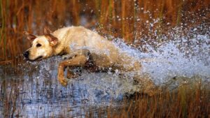 Hunting Dog Names Based on Nature