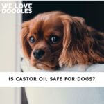 Is Castor Oil Safe For Dogs