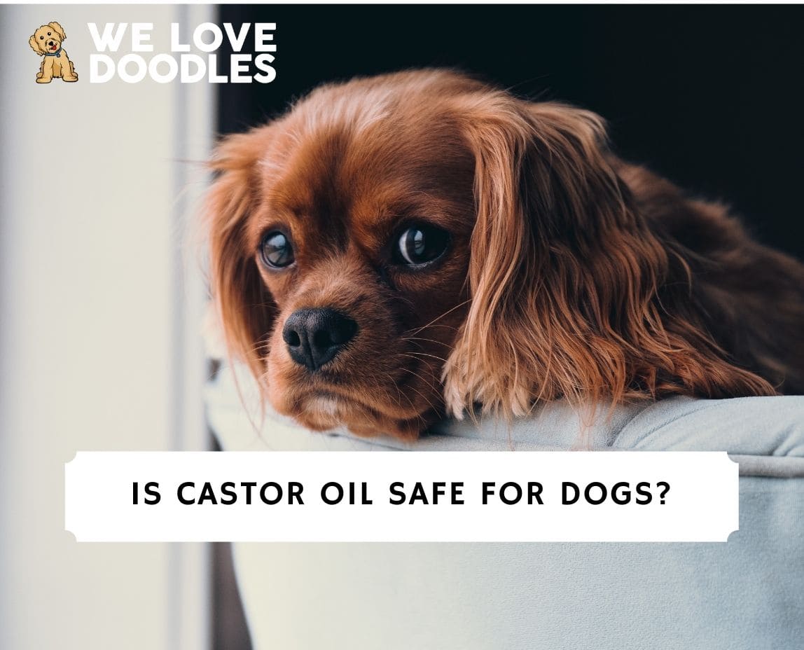 is castor oil safe for dogs eyes