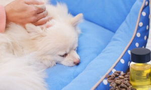 is castor oil dangerous for dogs