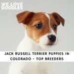 Jack Russell Terrier Puppies in Colorado