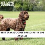 Labradoodle Breeders in Los Angeles