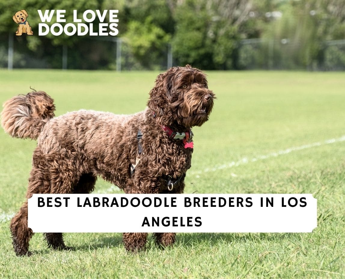 8 Best Labradoodle Breeders in Los Angeles 2024 We Love Doodles