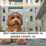 Labradoodle Breeders in Orange County CA