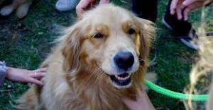 Long Island Golden Retriever Rescue