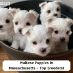 Maltese-Puppies-in-Massachusetts-Top-7-Breeders-template
