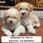 Maltipoos-For-Sale-in-Arkansas-Top-Breeders-template