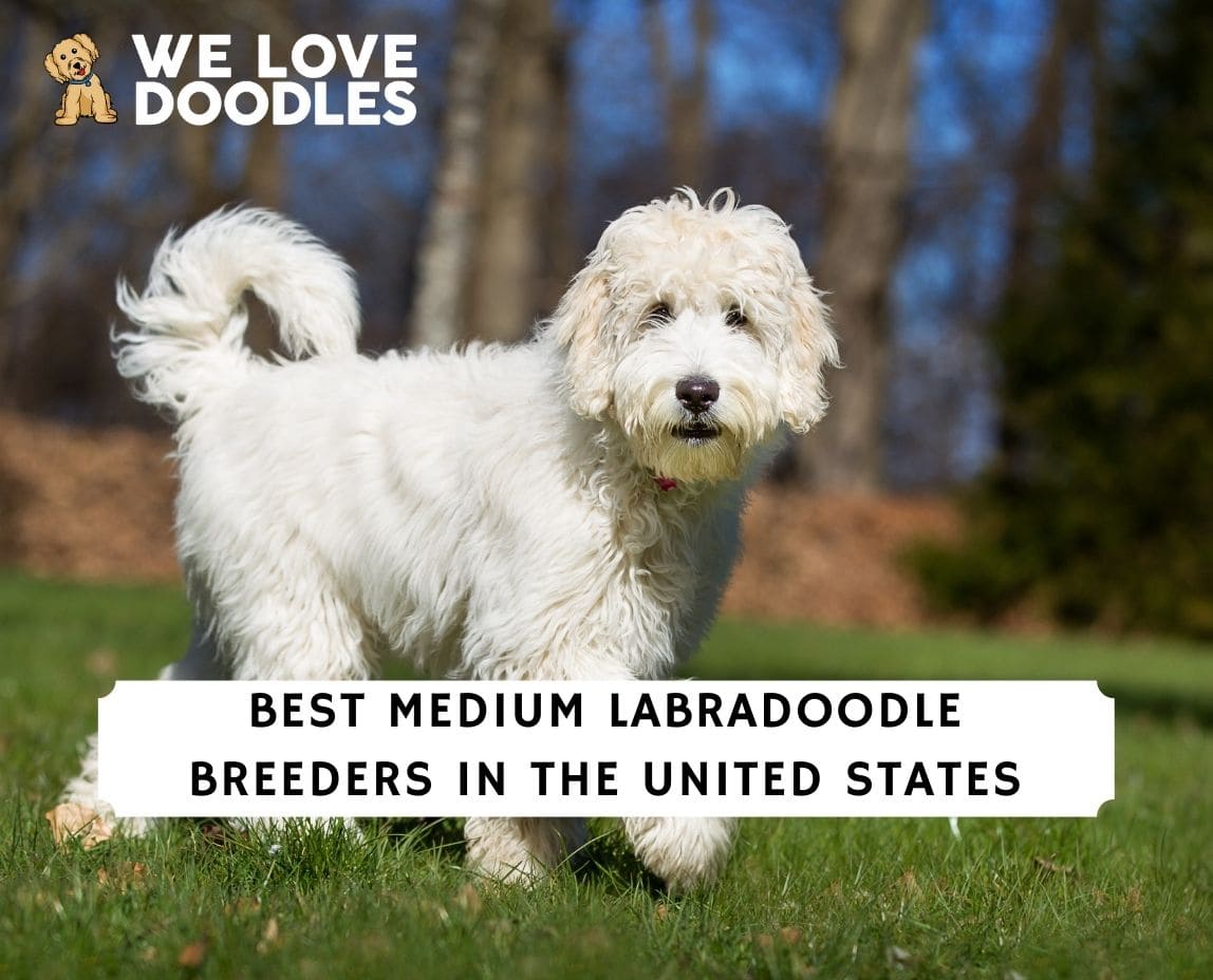Medium Labradoodle Breeders