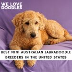 Mini Australian Labradoodle Breeders