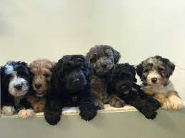 Molly's Darling Doodles And Poodles