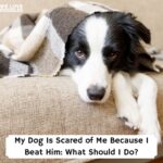 My-Dog-Is-Scared-of-Me-Because-I-Beat-Him-What-Should-I-Do-template