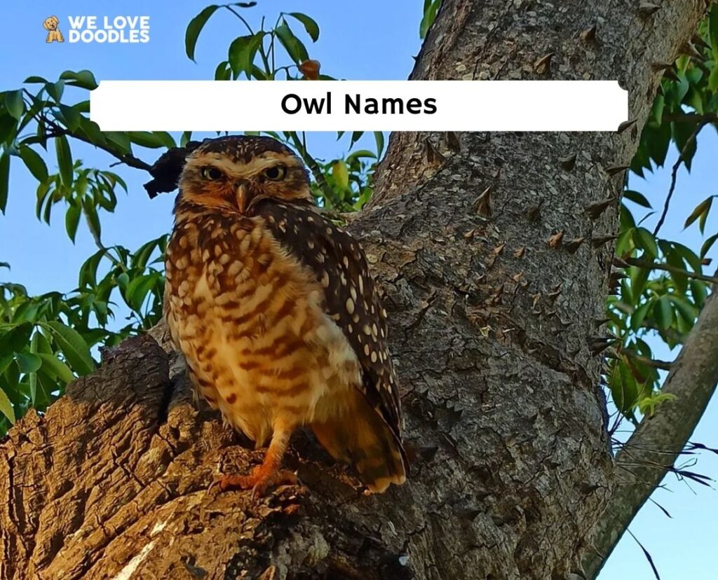 493-most-popular-owl-names-2024-we-love-doodles