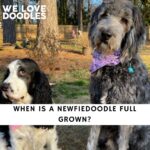 Newfiedoodle Full Grown