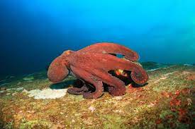 Octopus Names Meaning “Eight”